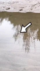 Tips berburu kerang di pinggir pantai