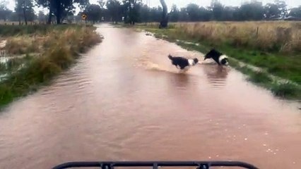 Emuvale Border Collies take a run in the flood July 2022 The Land