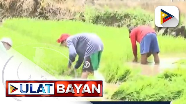 Higit P10-M halaga ng mga pananim sa Juban, Sorsogon, napinsala sa sunod-sunod na pagputok ng Bulkang Bulusan