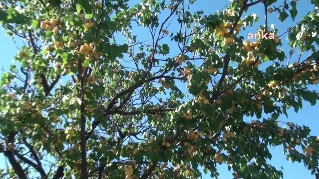 Malatyalı Kayısı Üreticisi Kuddusi Altınbay: Ücret Nedeniyle İşçi Bulmakta Zorluk Çekiyoruz