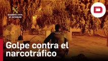La Guardia Civil desmantela un grupo delictivo dedicado al cultivo ilícito de marihuana
