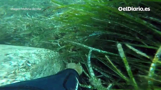 Imágenes de barcos anclados sobre praderas de posidonia