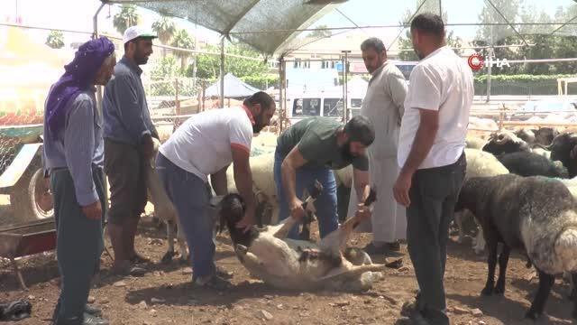 Uzmanlardan kurbanlık uyarısı: Kurbanın alındıktan sonra kesileceği güne kadar hasta olmamasına dikkat edilmeli