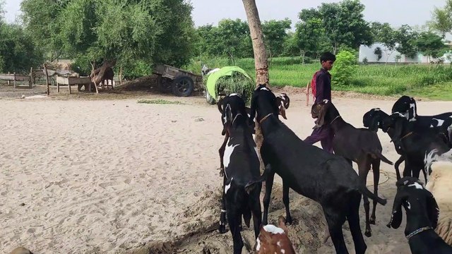 Feeding Of Newly Born Kids and Grazzing Of Goats In Rural Area