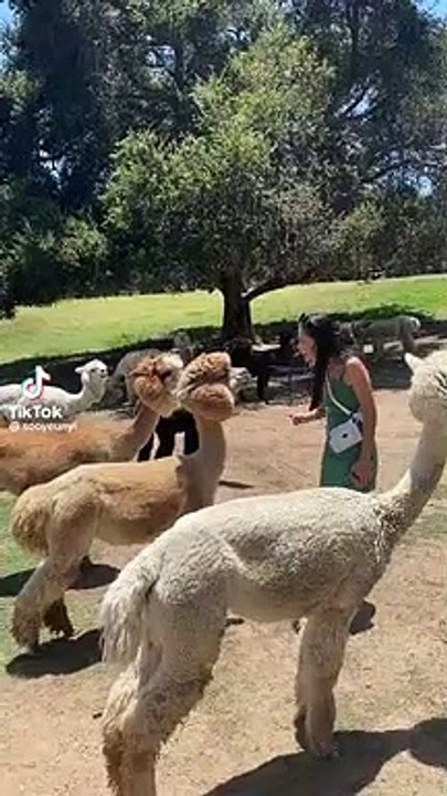 Une femme pense qu'un lama veut l'embrasser !