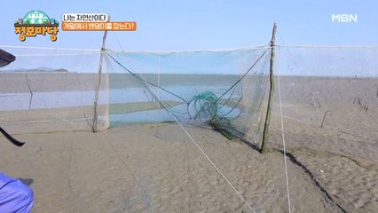 청정 갯벌이 품은 백합과 밴댕이를 잡는 특이한 그물까지!