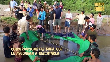 El rescate de Boramy, la mantarraya que podría ser la más grande del mundo