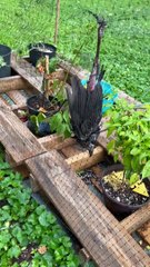 Saving a Bird Caught in Garden Netting