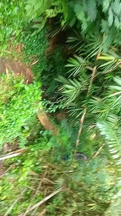 Ngabolang