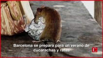 Barcelona se prepara para un verano de plagas de ratas y cucarachas
