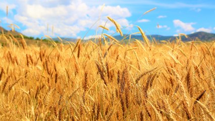 Expertos advierten que quedarían 40 años de tierras fértiles para la producción alimentaria mundial