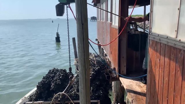 Siccita', il sale nel Po: un killer per le vongole del Delta