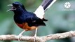 the sound of a magpie chirping in Indonesia