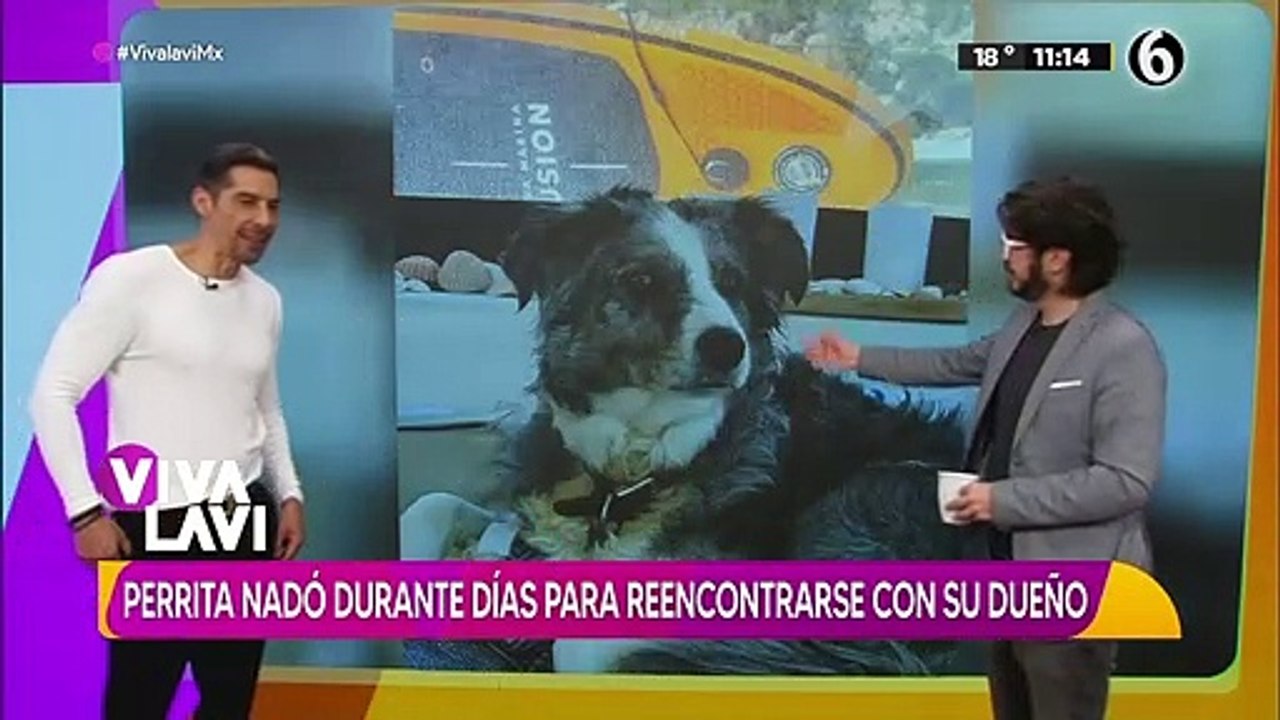 Perrita nadó durante días para reencontrarse con sus dueños