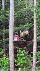 Raccoon Performs Acrobatics to Get Some Bird Seed