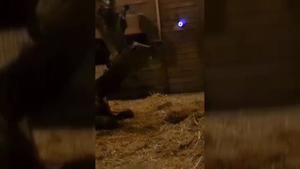 Tierno nacimiento de una jirafa en el Zoológico Nacional de Chile