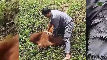 El dramático momento en que un empleado del zoológico salva a un orangután que se estaba ahogando