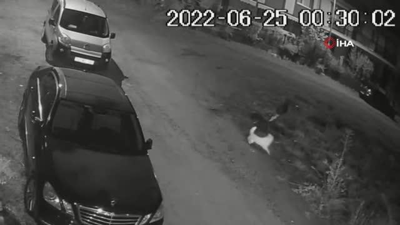 Son Dakika Haber Uyuyan Köpeği Ezdi Arkasına Bile Bakmadıo Anlar Kamerada Dailymotion Video