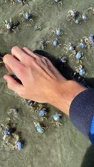 Crab Spider Soldiers Scatter at the Shore