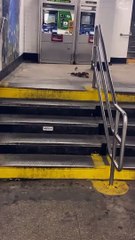 “Ratatouille real”, rata roba pizza en metro de Nueva York para alimentar a su familia