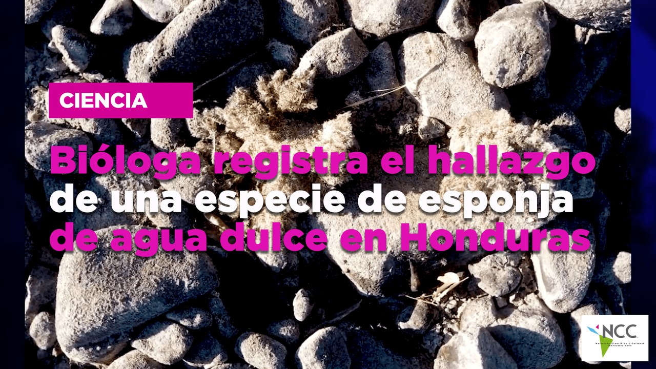 Bióloga registra el hallazgo de una especie de esponja de agua dulce en Honduras