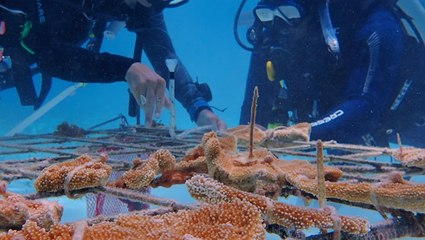 Scientists reproduce coral in one of the world’s largest restoration projects