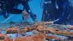 Scientists reproduce coral in one of the world’s largest restoration projects