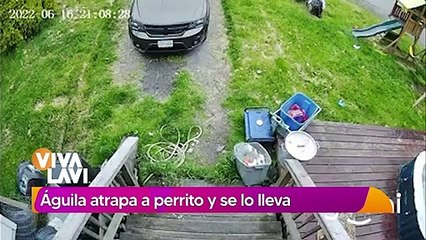 ¡Impresionante! Águila atrapa a perrito y se lo lleva