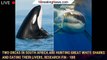 Two Orcas in South Africa Are Hunting Great White Sharks and Eating Their Livers, Research Fin - 1BR