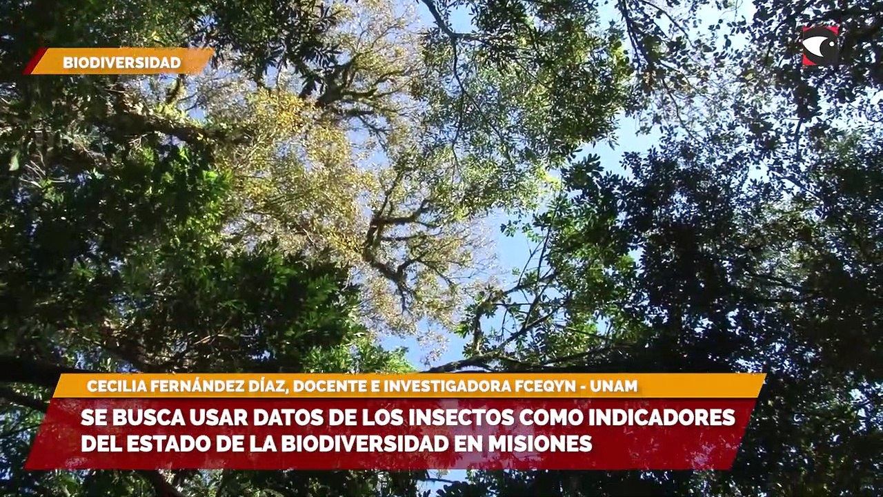 Se busca usar datos de los insectos como indicadores del estado de la biodiversidad en Misiones