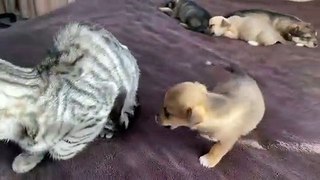 Funny Cat reaction with puppies||funny cat
