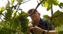 mqn0Ella produce sola hasta 4 mil kilos de uvas al año -300622