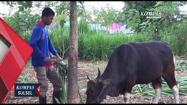 Penjualan Sapi Meningkat 75 Persen Jelang Idul Adha