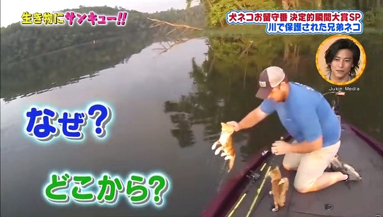 コトン掘り下げ隊 ネコのお留守番