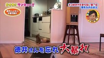 【動物癒し動画】ネコ好きがたまらないネコの魅力【ベリージャム】3