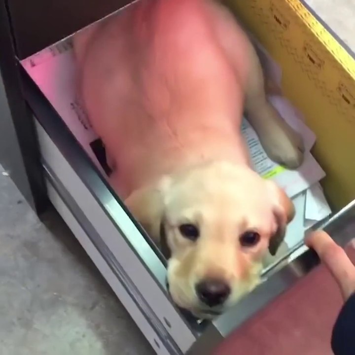 Funniest & Cutest Labrador Puppies - Funny Puppy Videos 2020 on YT