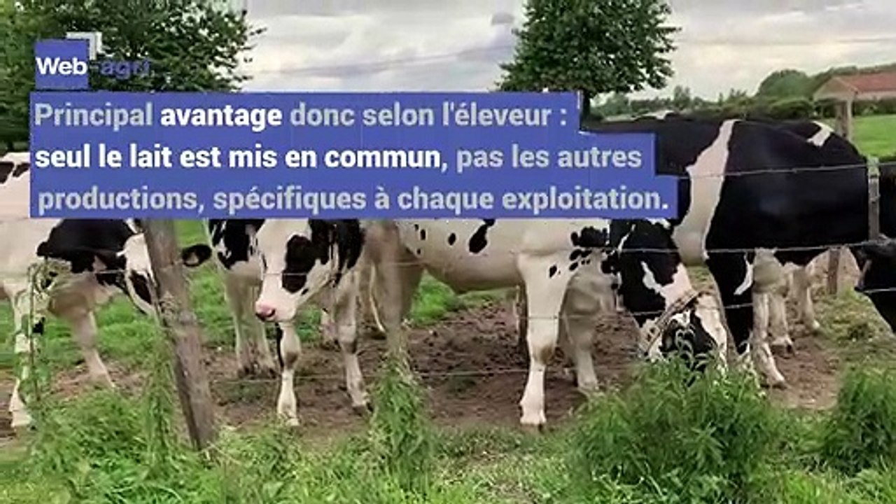 Reportage à l'EARL Destombes (59) : SCL, Cuma de désilage, magasin de producteurs... les associés jouent collectif !
