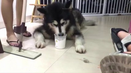 Baby Dogs  Cute, Funny Dog Videos