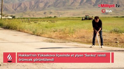 Yüksekova'da et yiyen 'Sarıkız' örümceği görüntülendi