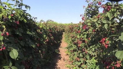Toplanması "ince işçilik" isteyen böğürtlenden 300 ton rekolte bekleniyor
