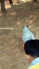 Funny Animals _ Excited dancing Goose _give me more #shorts