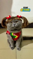 Chú mèo có hairstylist cực đỉnh mỗi ngày một bộ tóc mới