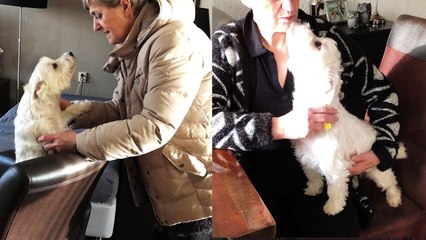 Westies Adorable Reaction to Seeing Owner After 2 Weeks