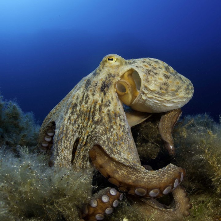Studie zeigt, dass Oktopus- und Menschengehirne das gleiche Sprung-Gen haben