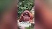 Laugh a Lot With The Funny Moments Of Monkeys ��_ Pets Island