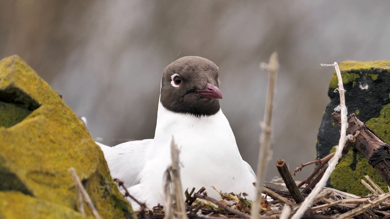 The Farne Islands