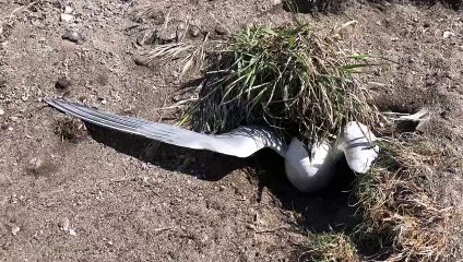Coquet Island bird flu