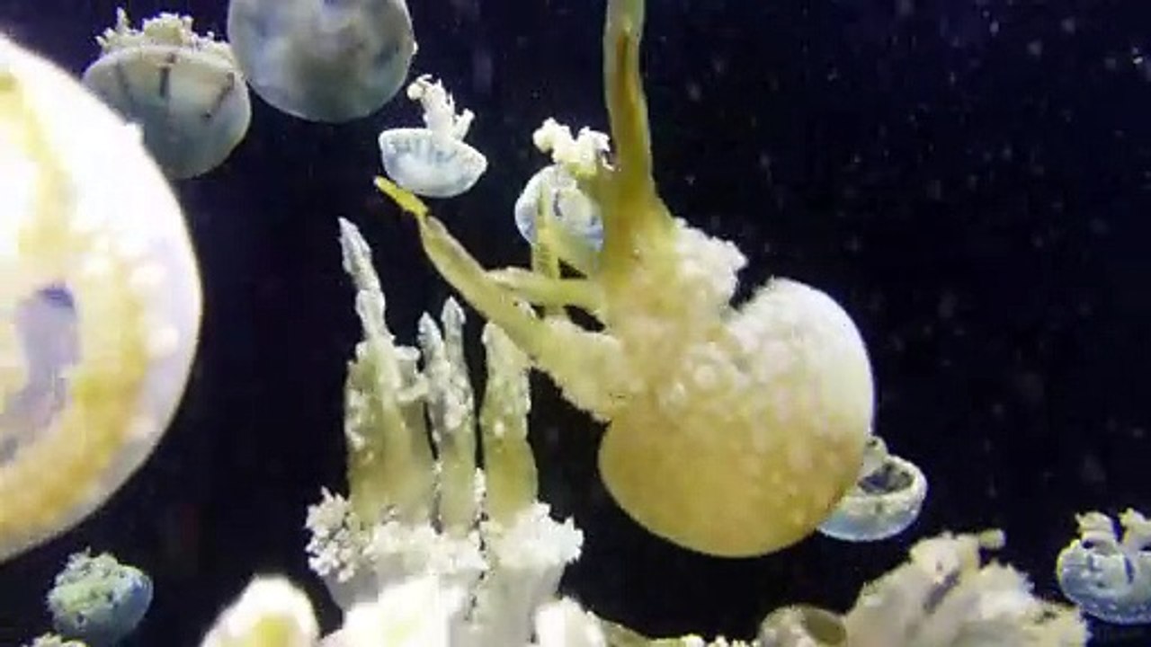 Sea Creatures #11