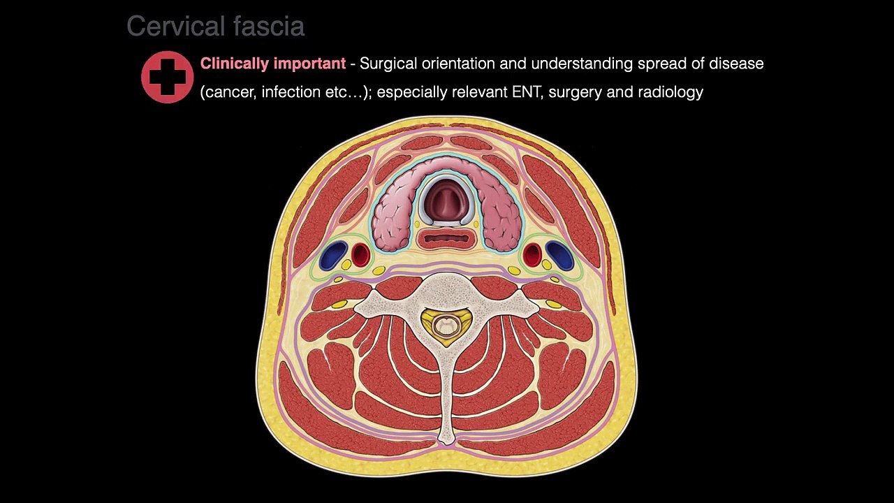 Deep Cervical fascia