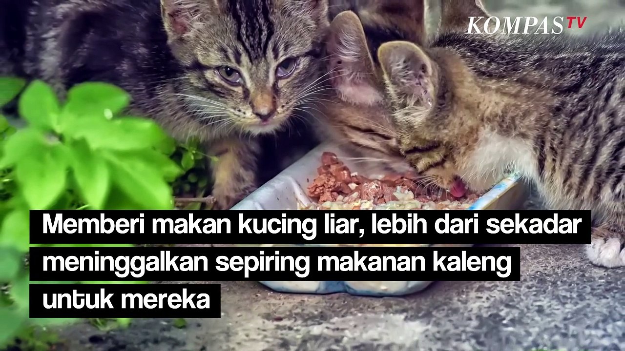 Begini Cara yang Benar Memberi Makan Kucing Liar